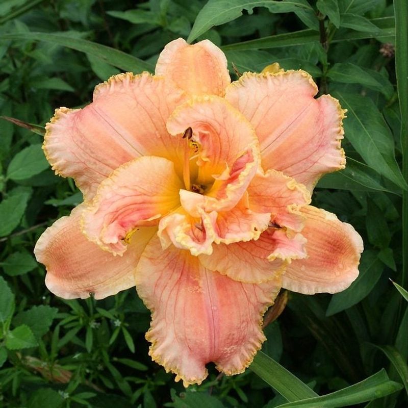 Daylilies (Space Waster)