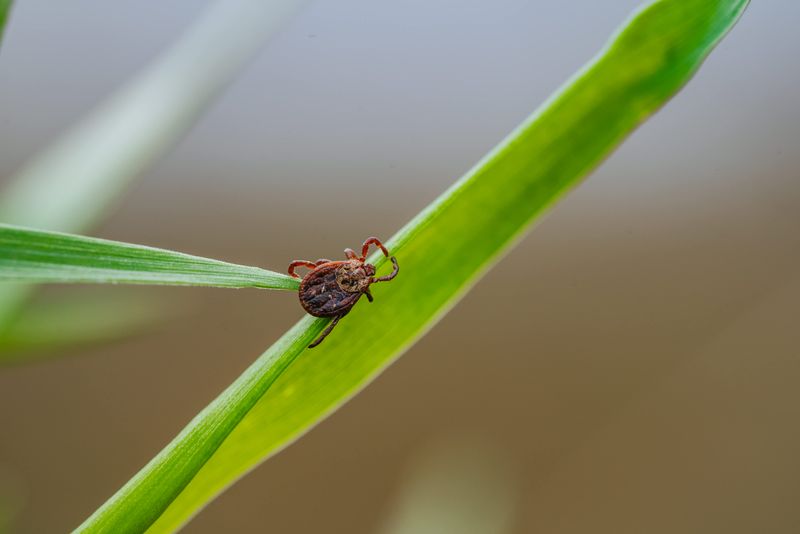 Use beautyberry alongside a tick-conscious protection plan