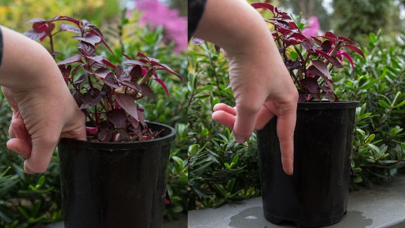 Check Soil Moisture Before Watering