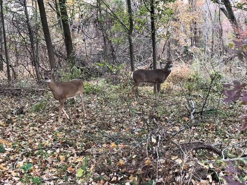 North Carolina’s breeding season varies by region