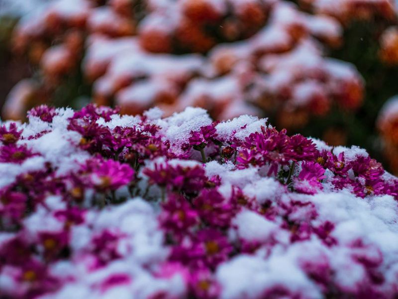 Premature Budding from Cold Temperatures