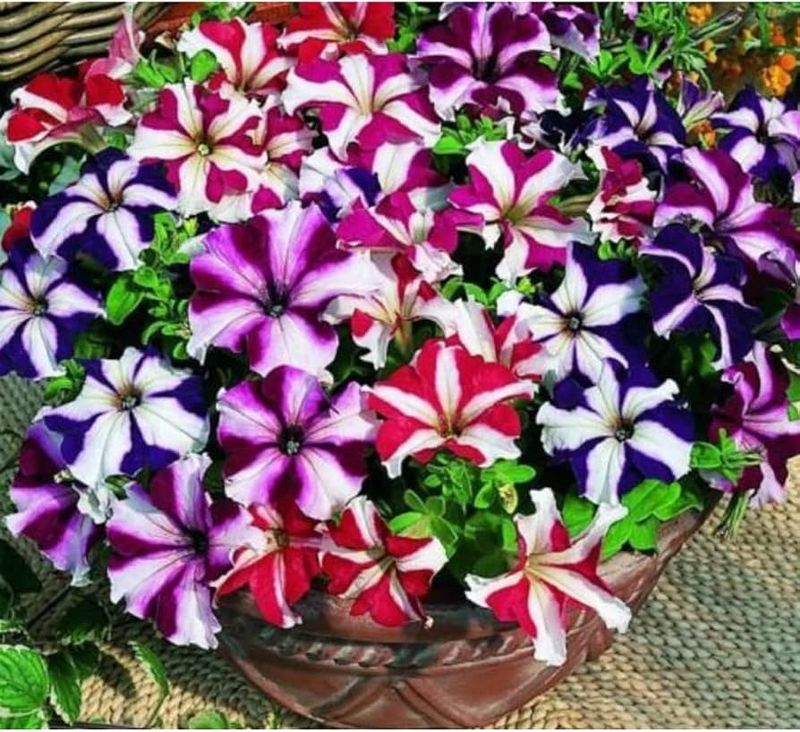 Petunia Multiflora Mix