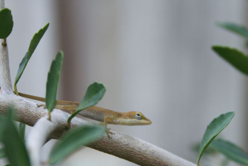 What Anoles May Be Reading in Your Yard