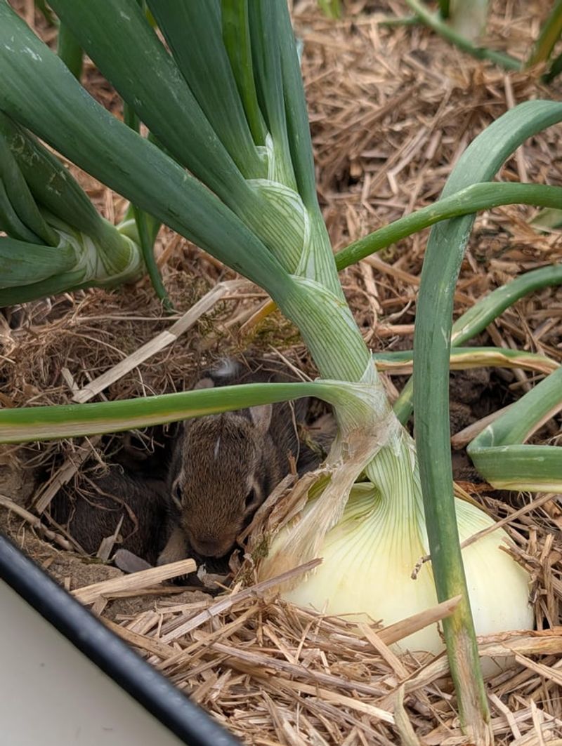 Onions