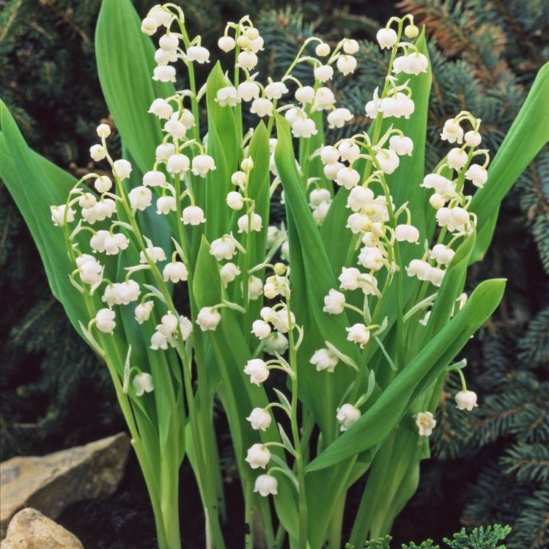 Prevent access to plants and arrangements