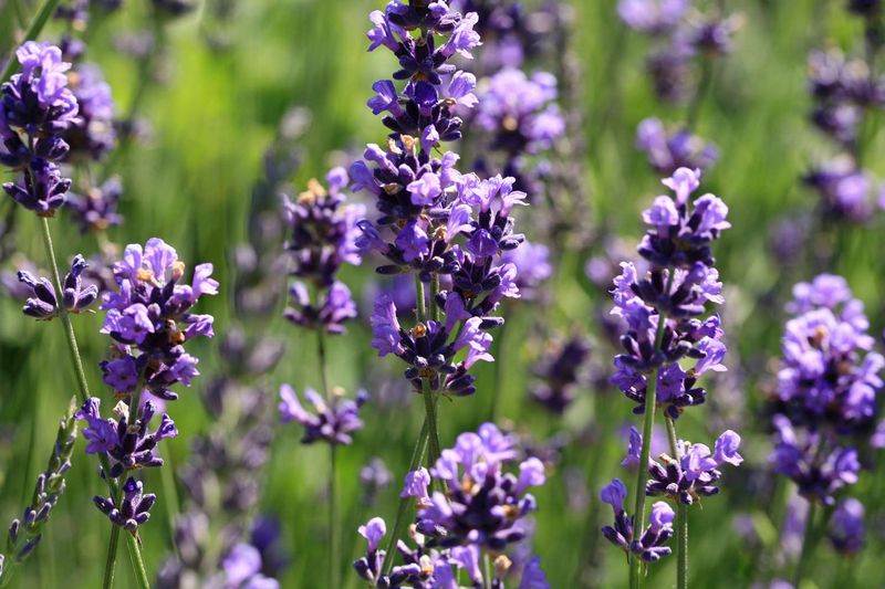 Lavender