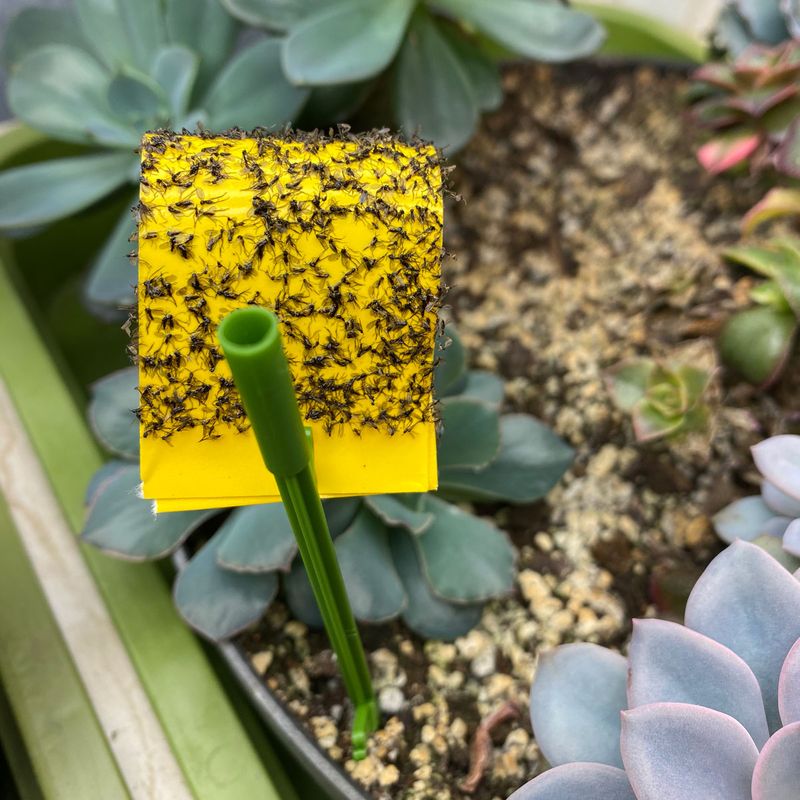 Use traps for adults and labeled Bti for larvae