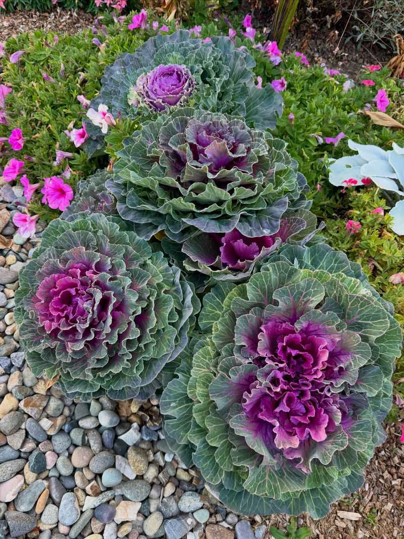 Ornamental Cabbage and Kale