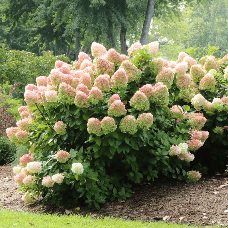Panicle Hydrangea