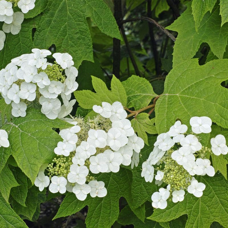 Use leaf shape as one identification clue