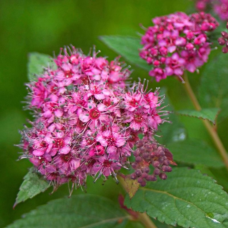 Identify when your spirea flowers