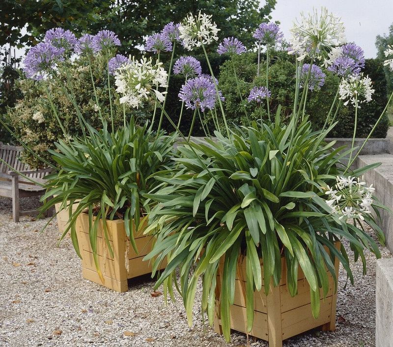 Let the clump mature before dividing or pushing fertilizer