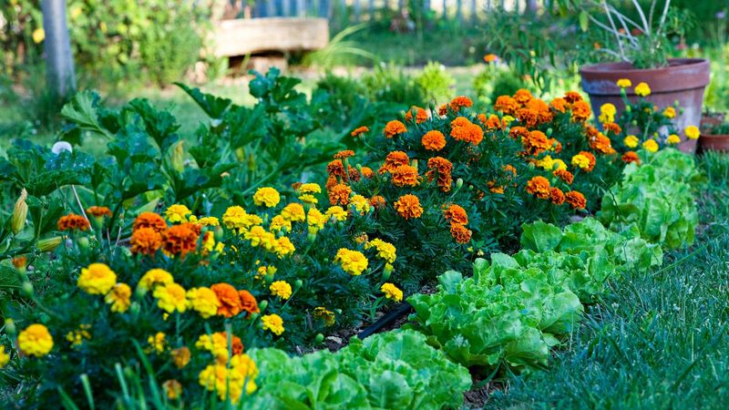 Marigold