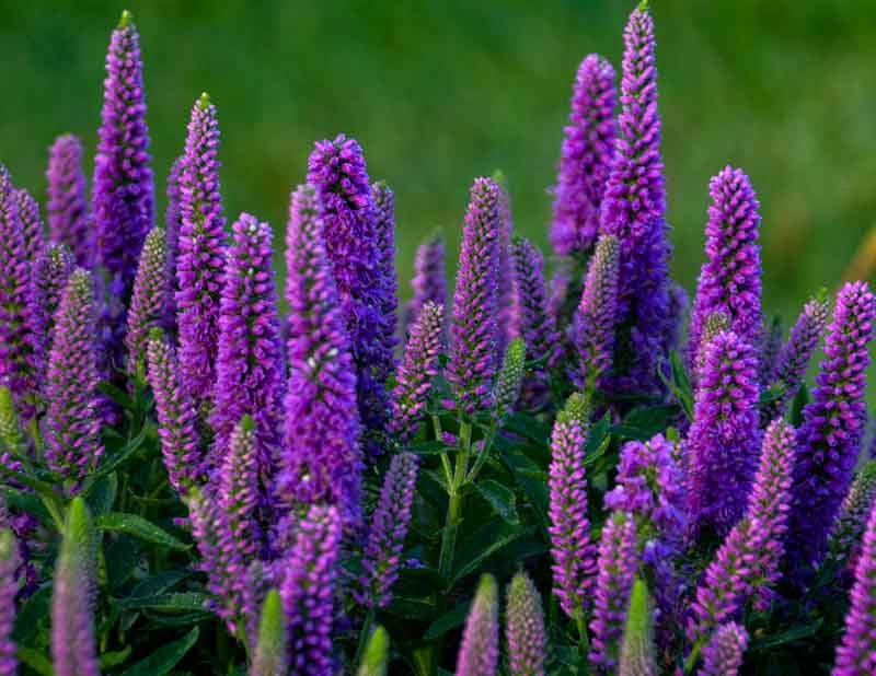 Veronica (Speedwell)