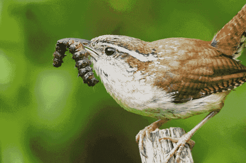 Wrens