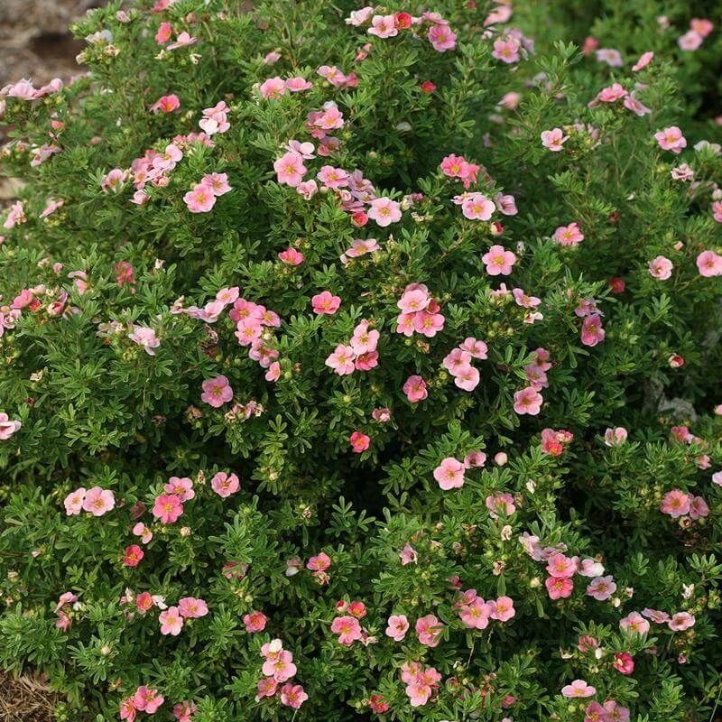 Potentilla