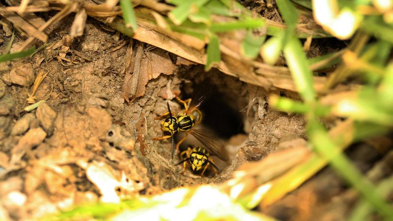 Identify the insects, not just the opening