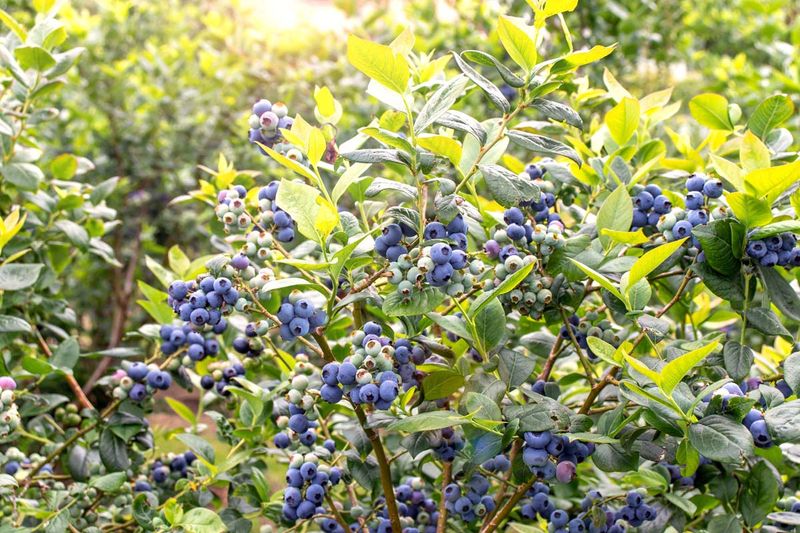 Decide whether the bush actually needs a summer cut