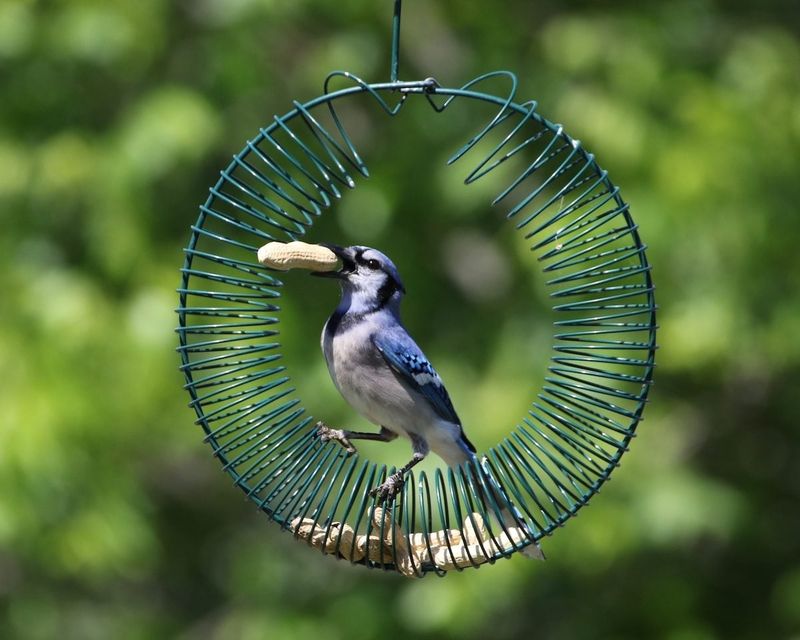 Blue Jay