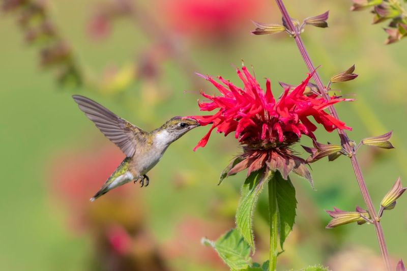 Bee Balm