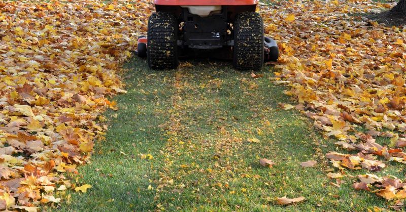 Rake or Mulch Fallen Leaves