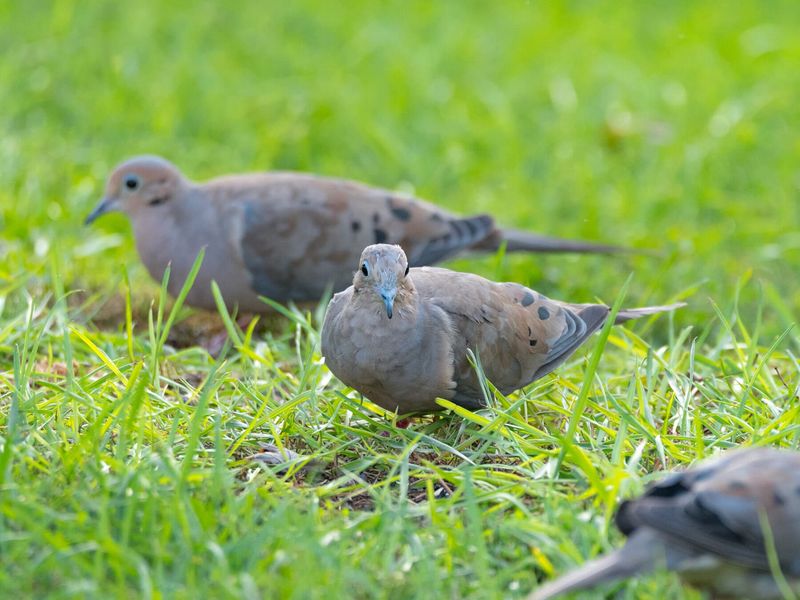 Mourning Doves