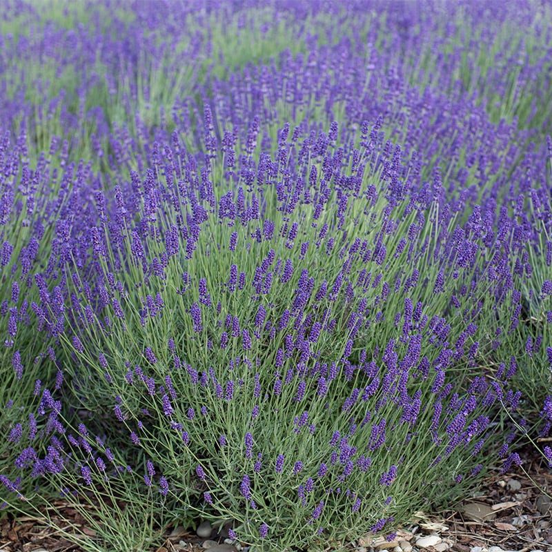 Munstead Lavender