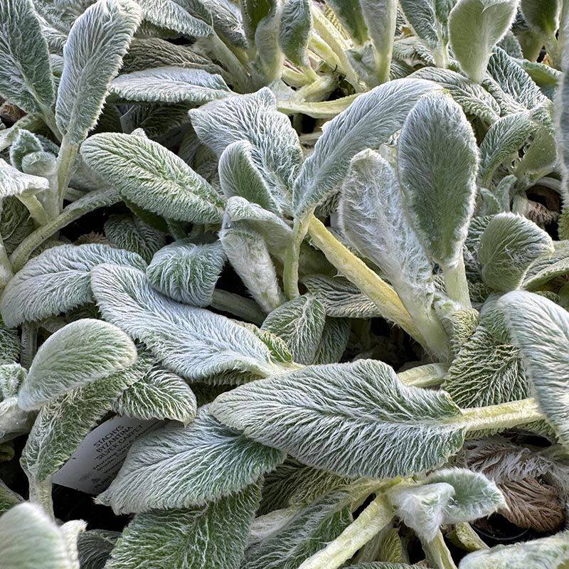 Lamb's Ear (Stachys byzantina)