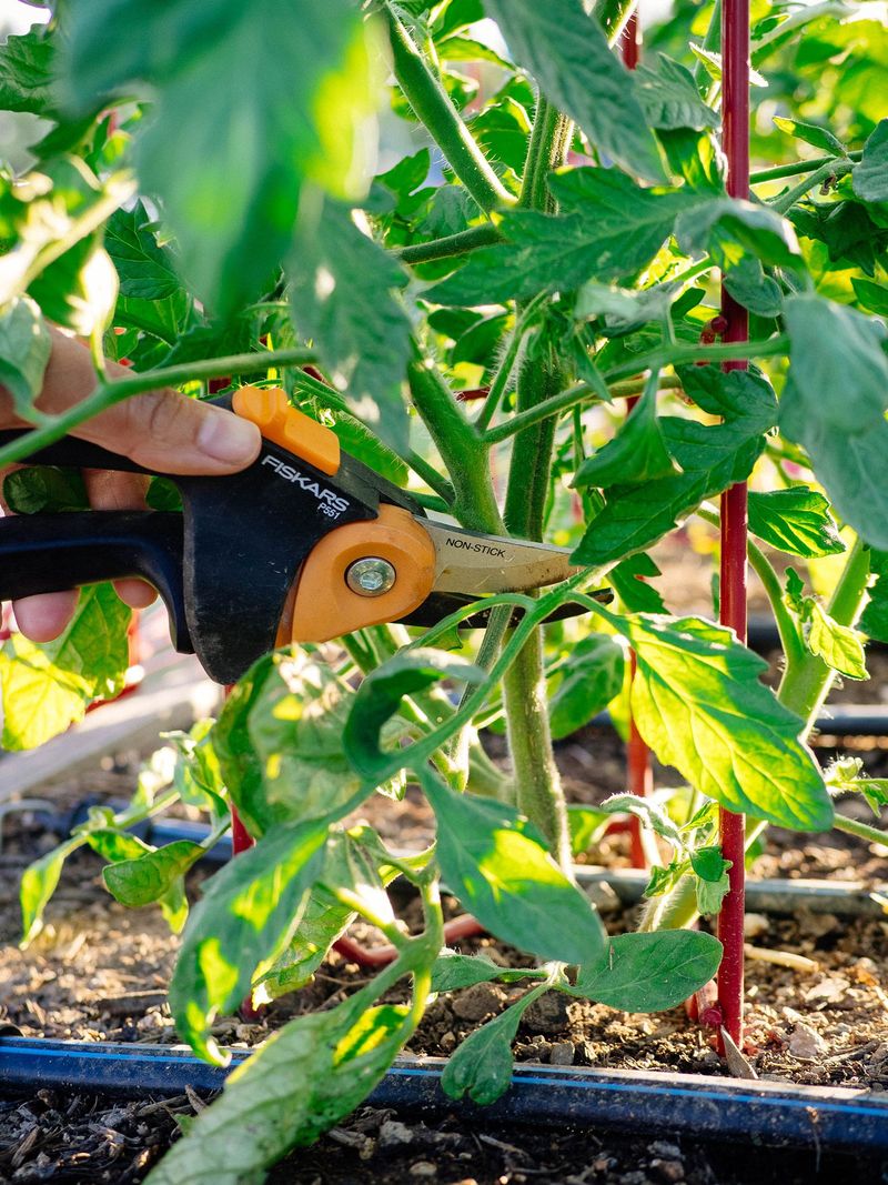 Removing Lower Tomato Leaves