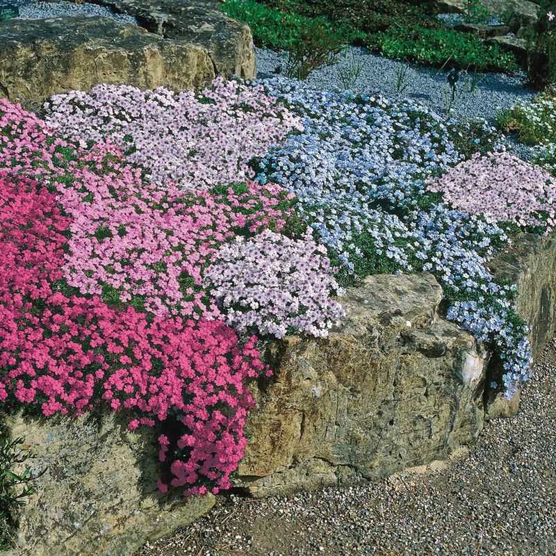 Creeping Phlox