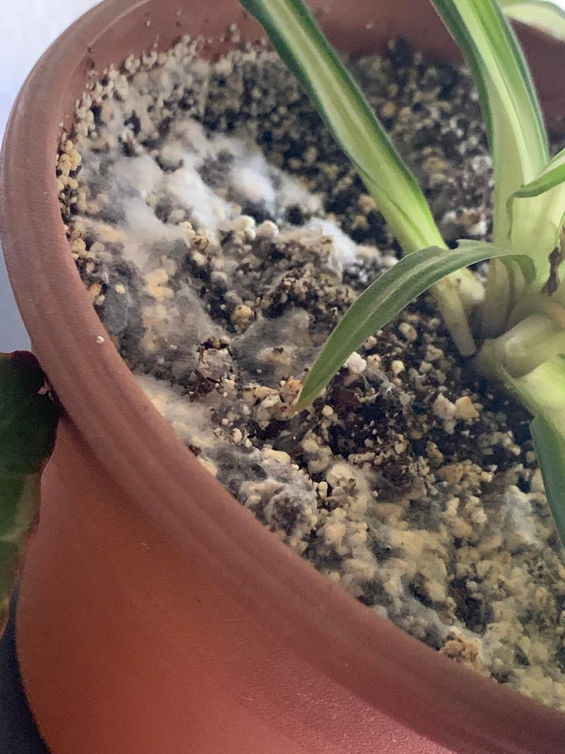 Could the pot create a moisture problem?