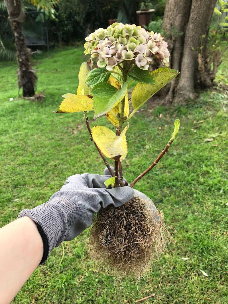 Overwatering And Poor Drainage