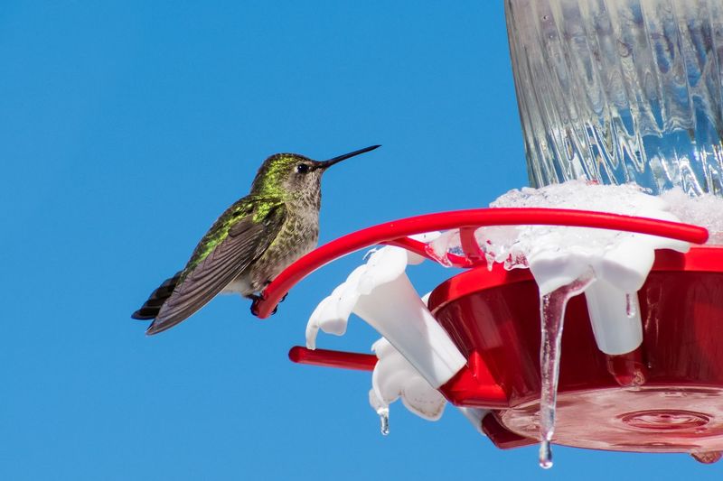 Take the feeder down after the waiting period—or maintain it for a visitor