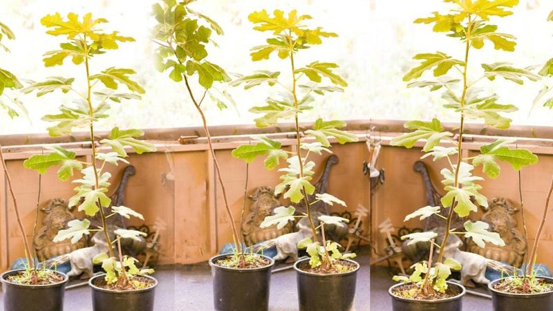 Container figs need a separate cold-weather plan