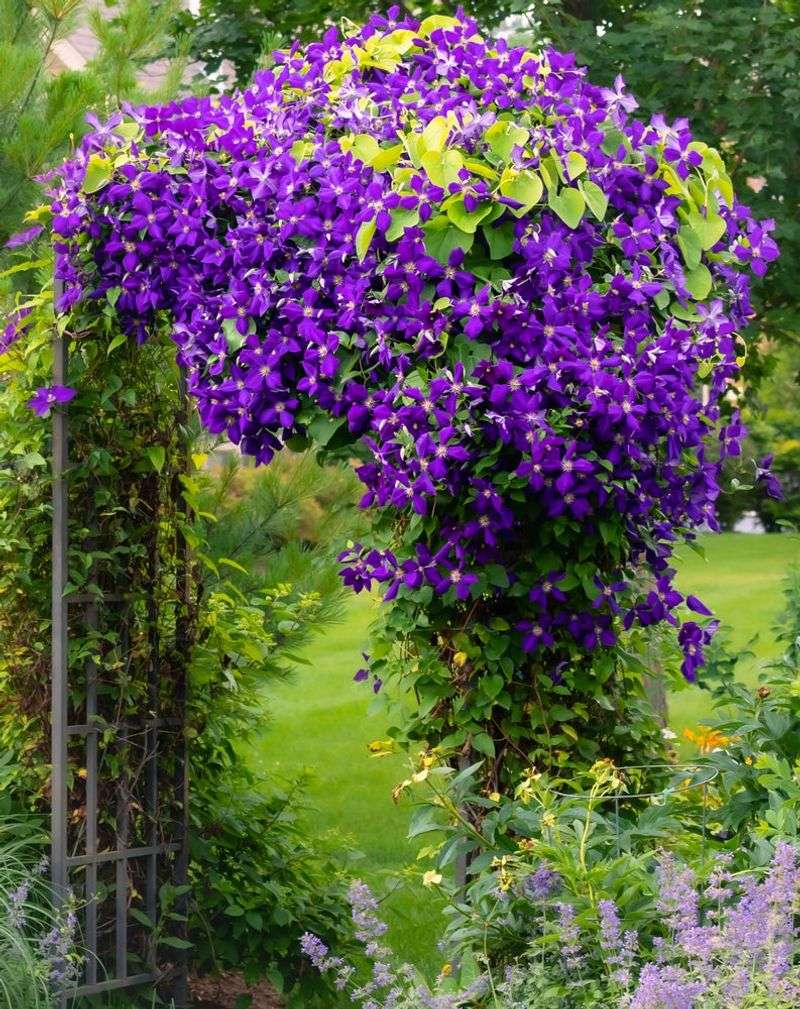 Pruning, light, and moisture set the bloom potential