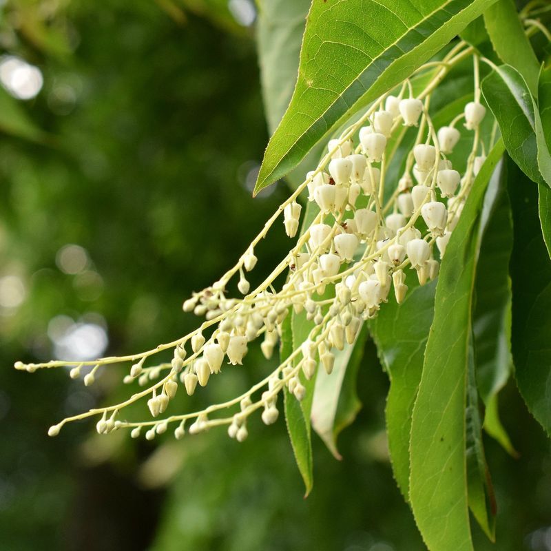 When does sourwood bloom in your part of the state?