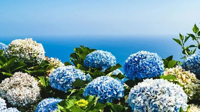 Pruning Old Wood Hydrangeas in Fall
