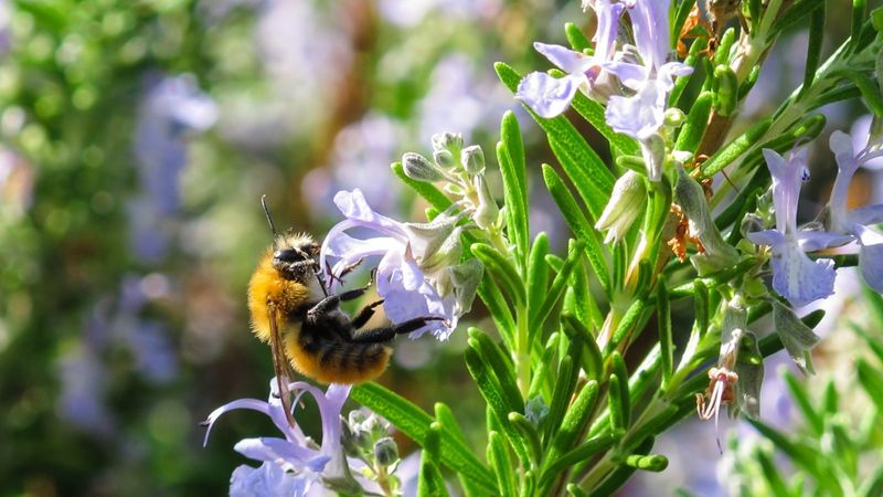 The herb-fortress theory goes beyond the evidence