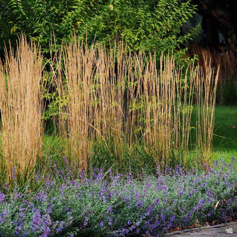 Ornamental Grass (Feather Reed Grass)