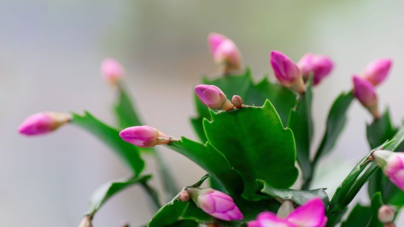 Prepare a healthy plant for fall bud formation