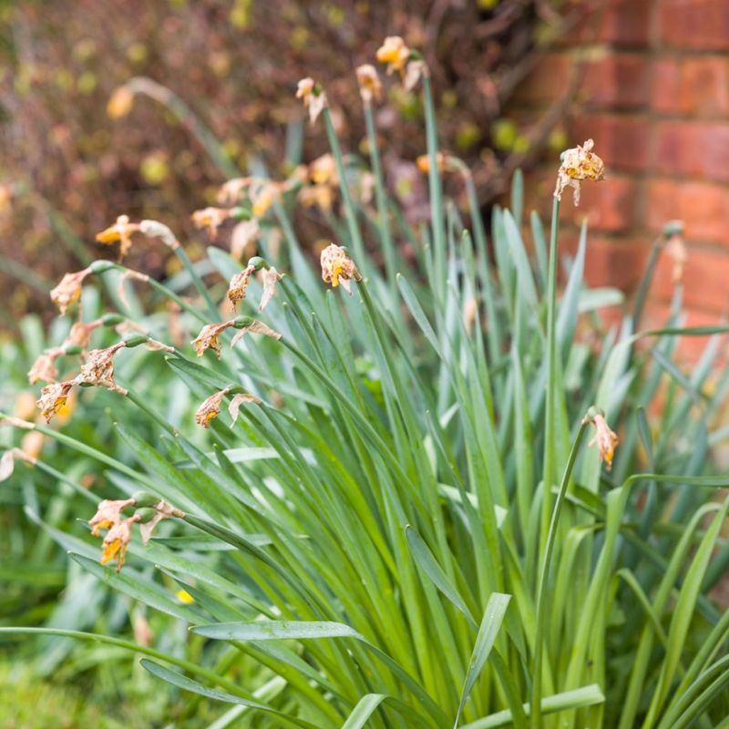 Keep green foliage until it dies back