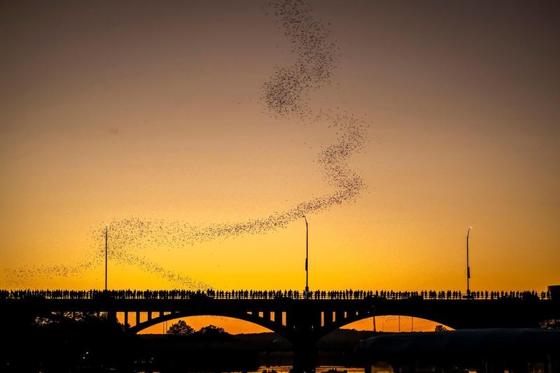 The Right Reading of Bats at Dusk
