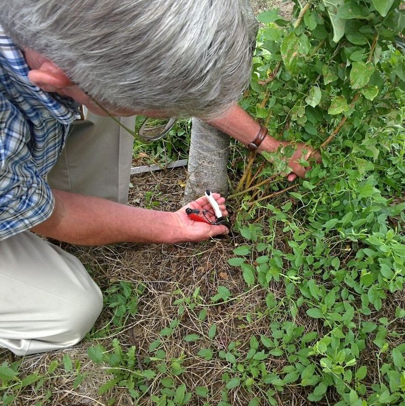 Plan for pruning, suckers, and thorny branches