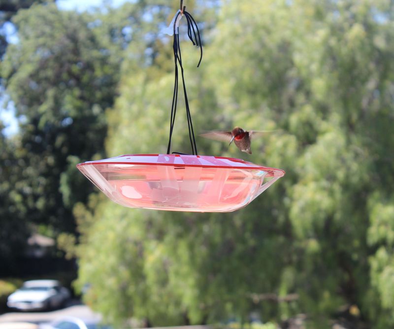 A Simple Saucer of Fresh Sugar Water