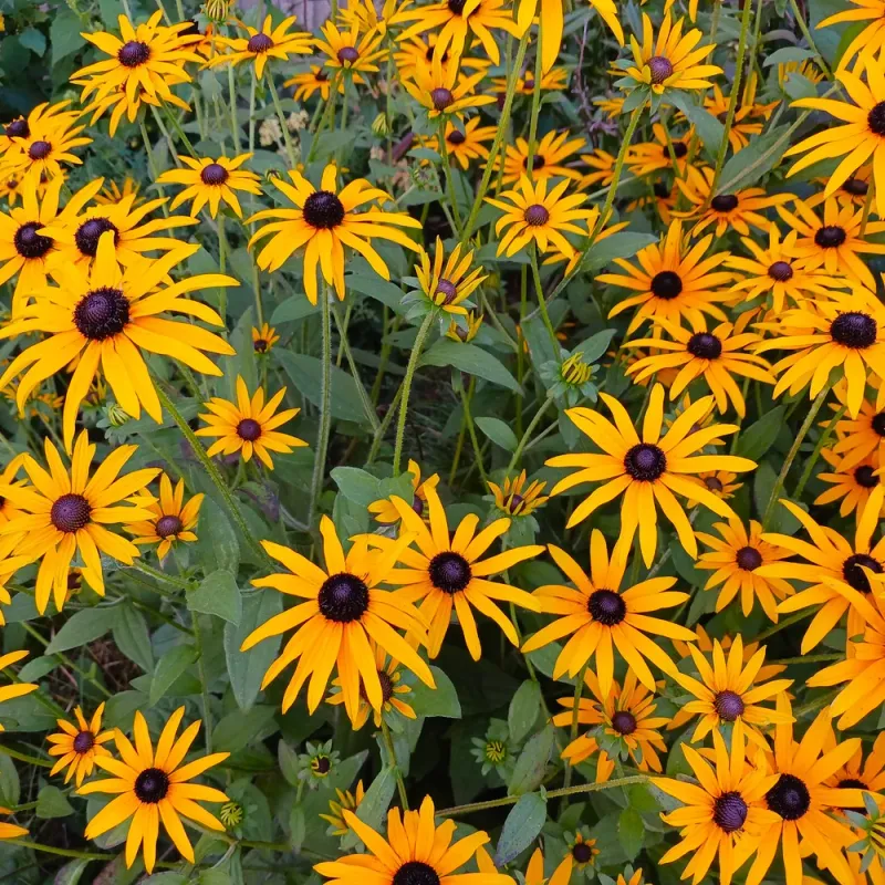 Orange Coneflower (Rudbeckia fulgida)