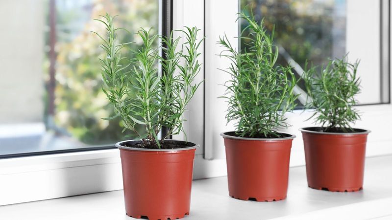 Winter survival depends on where you garden