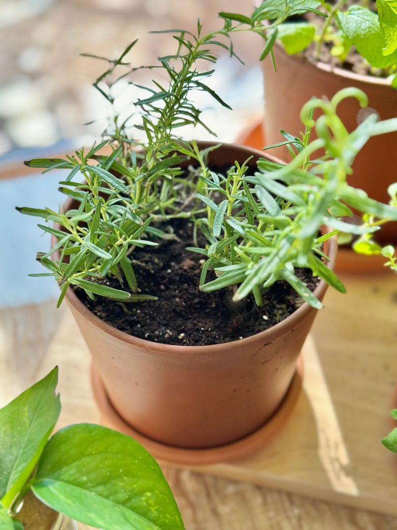 Using Heavy, Soggy Potting Mix