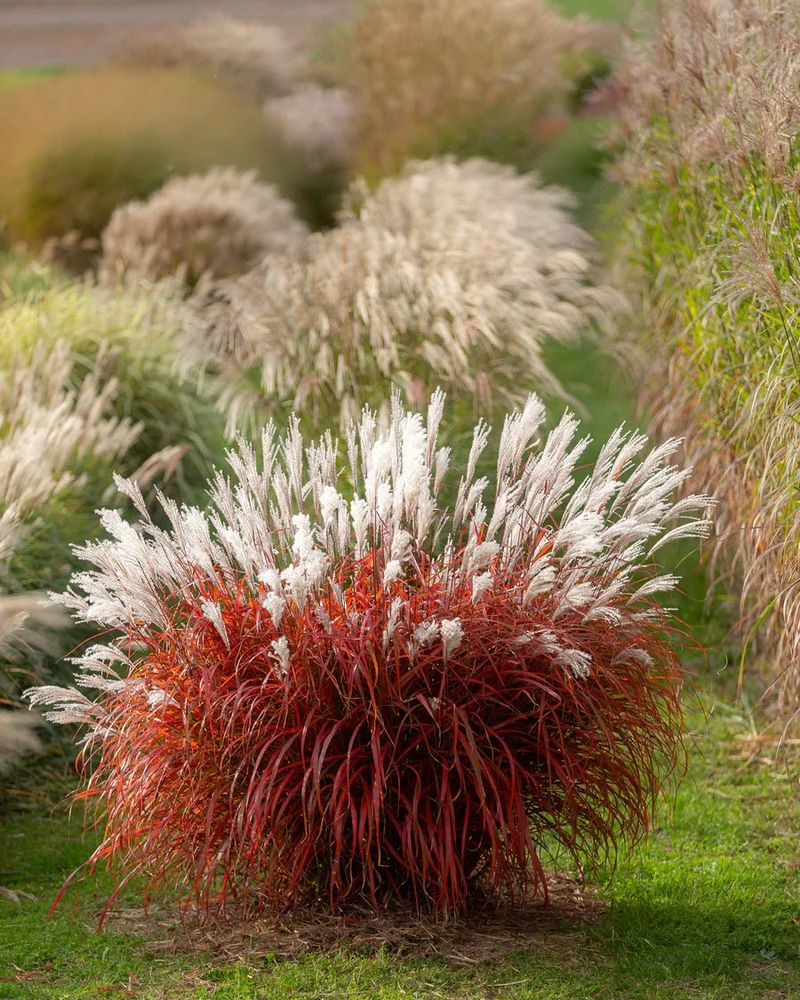 Miscanthus (Maiden Grass)