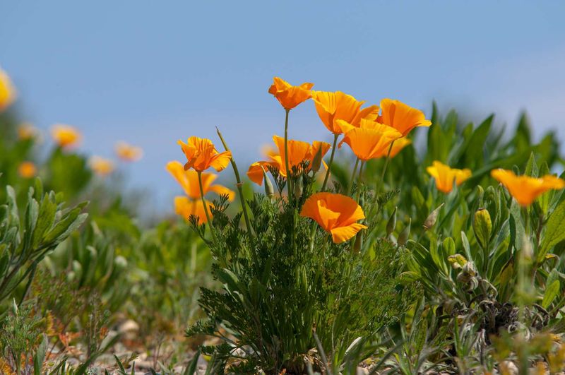 Poppies