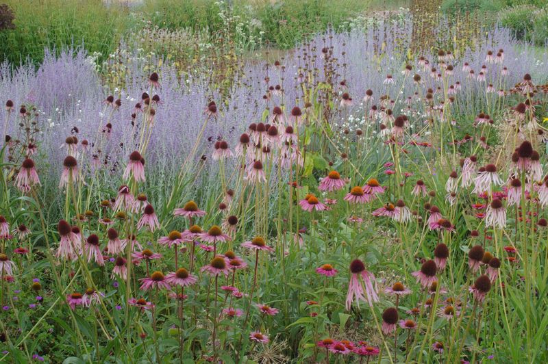 Open Prairie-Style Beds In Full Sun